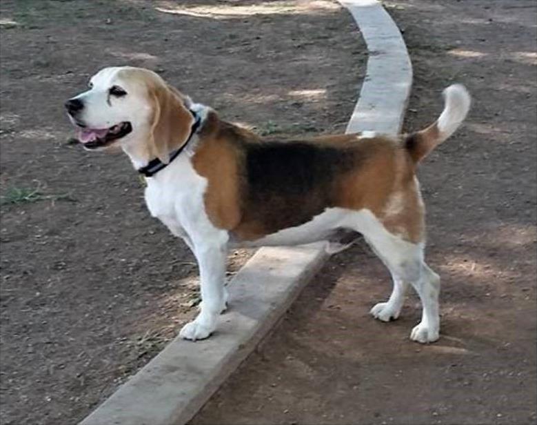 Adopt a friend: Rocky III